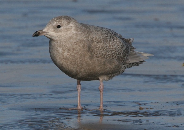 Iceland Gull