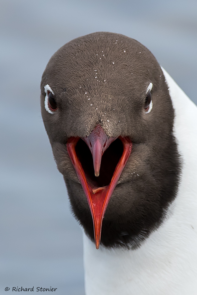 Black-headed Gull