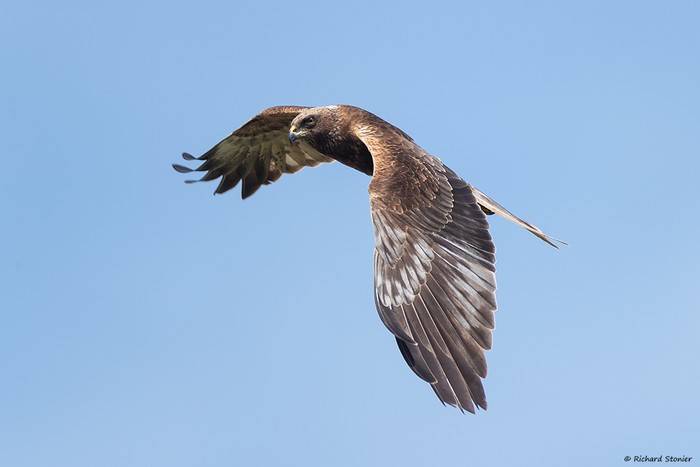 Marsh Harrier