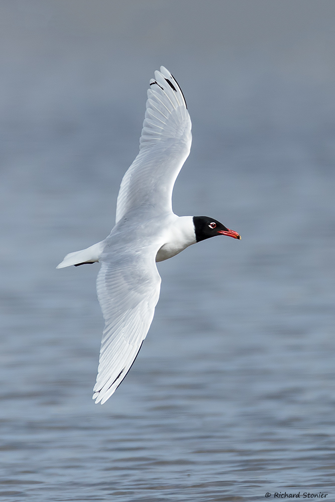 Mediterranean Gull