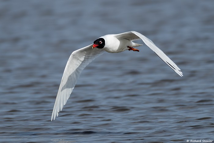 Mediterranean Gull