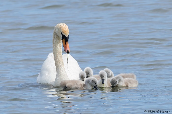 Mute Swan