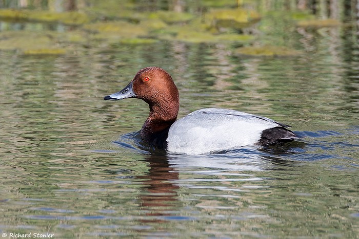 Pochard