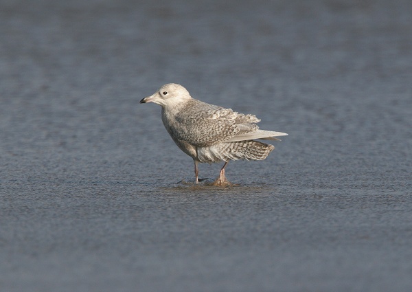 Iceland Gull
