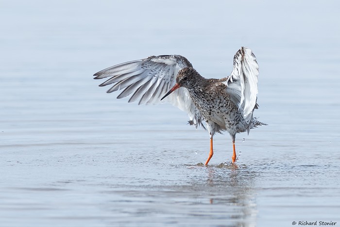 Redshank