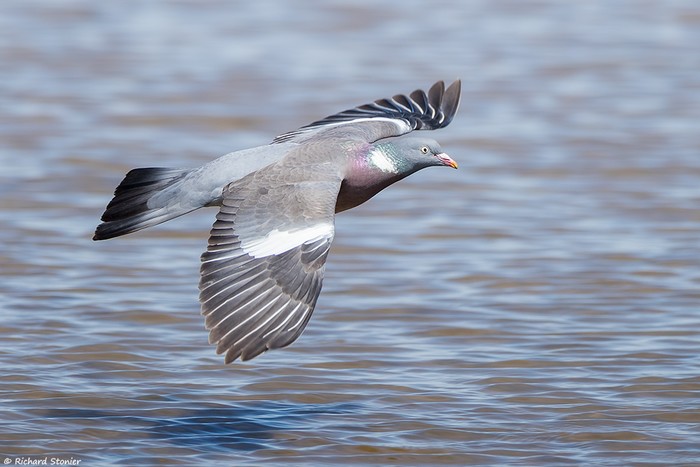 Woodpigeon