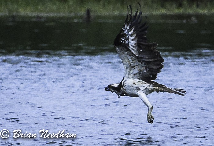 Osprey