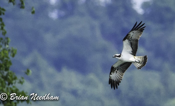 Osprey