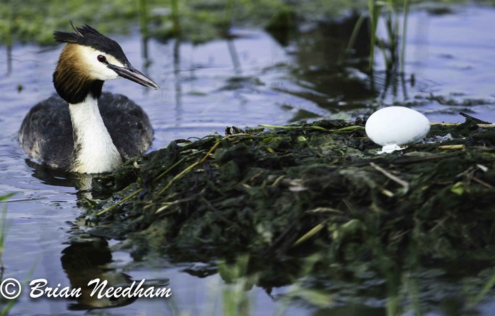 Great Crested Grebe