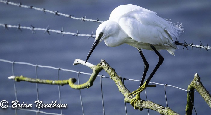 Little Egret