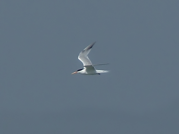 Elegant Tern