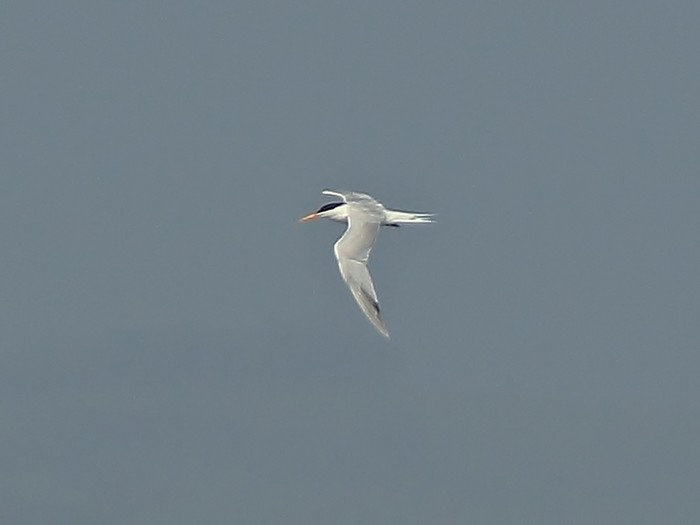 Elegant Tern