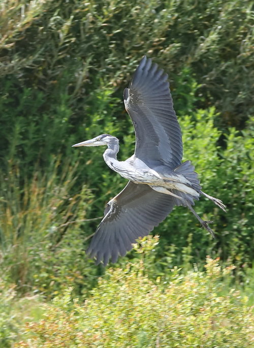 Grey Heron