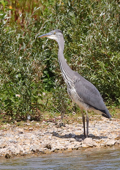 Grey Heron