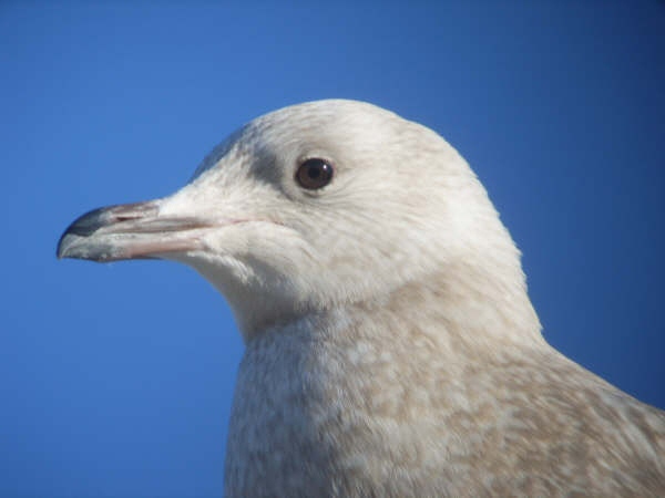 Iceland Gull