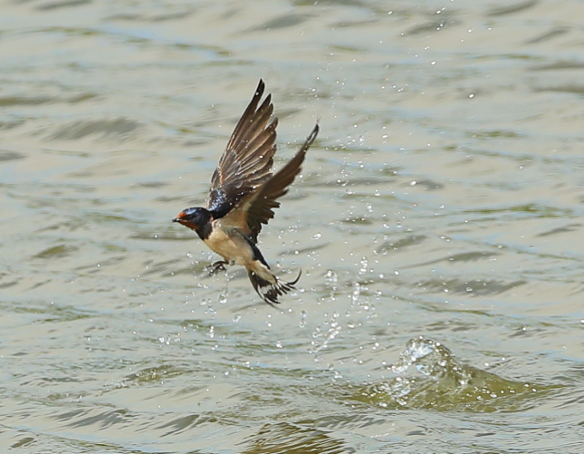 Swallow