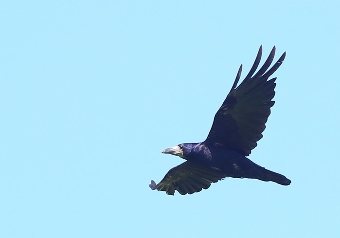 Rook