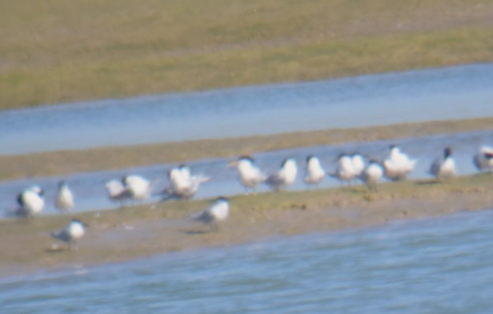 Elegant Tern
