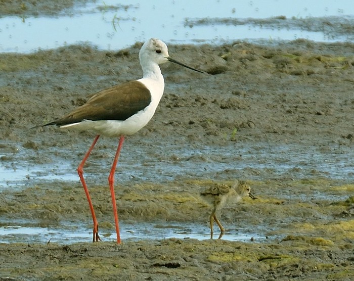 Black-winged Stilt 