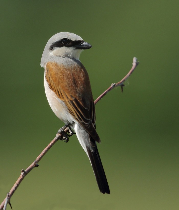 Red-backed Shrike