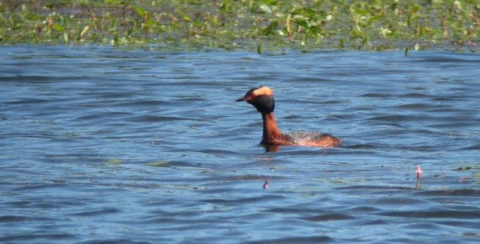 Slavonian Grebe