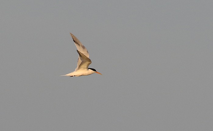 Elegant Tern