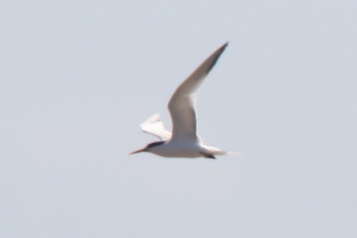 Elegant Tern