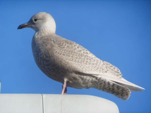 Iceland Gull