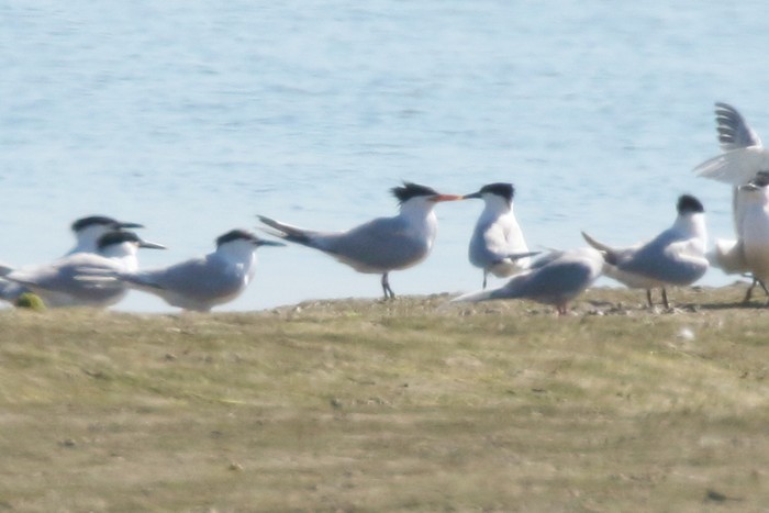 Elegant Tern