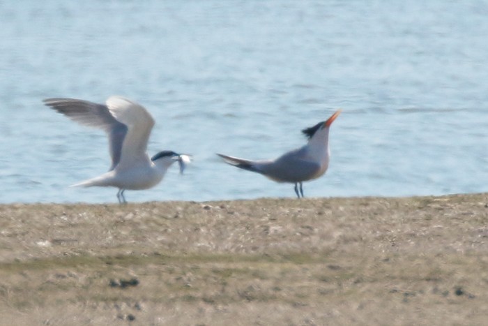 Elegant Tern