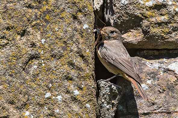 Redstart