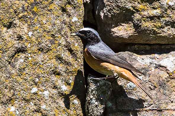 Redstart