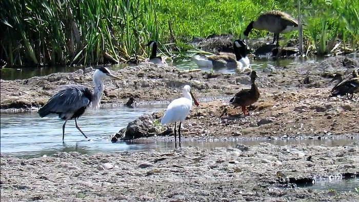 Spoonbill