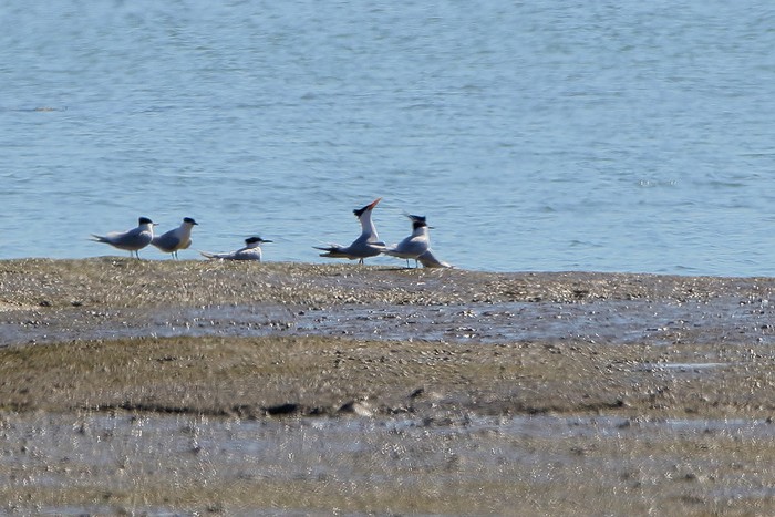 Elegant Tern