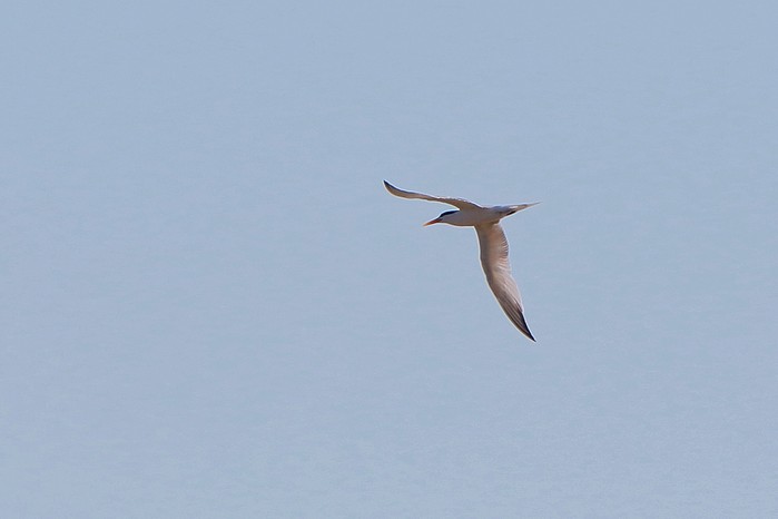 Elegant Tern
