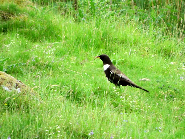 Ring Ouzel