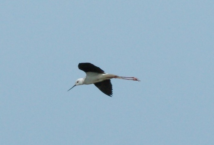 Black-winged Stilt
