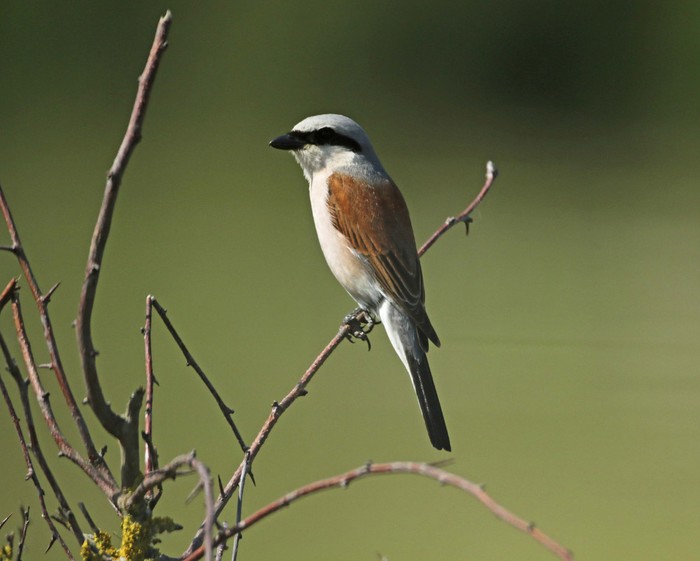 Red-backed Shrike