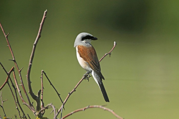 Red-backed Shrike