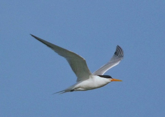 Elegant Tern