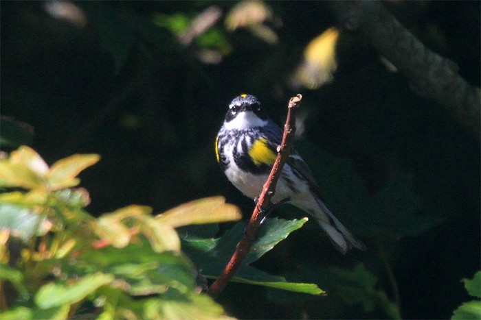 Myrtle Warbler
