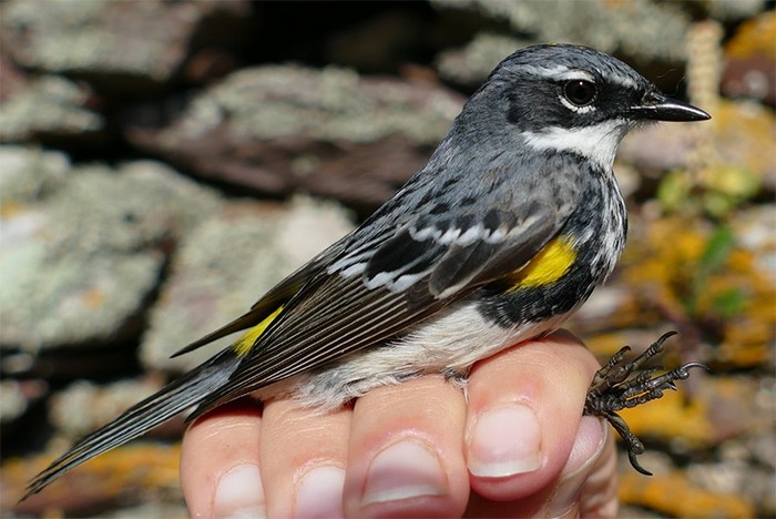 Myrtle Warbler