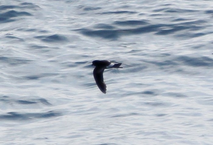 Wilson's Petrel