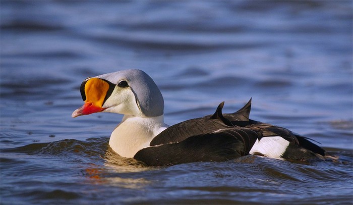 King Eider