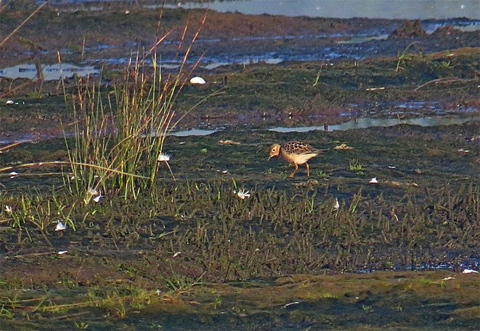 Buff-breasted Sandpiper