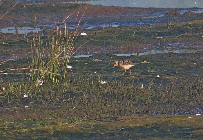 Buff-breasted Sandpiper