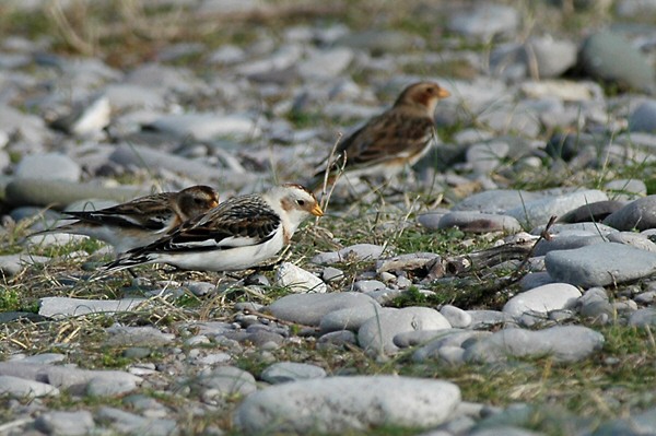 Snow Bunting