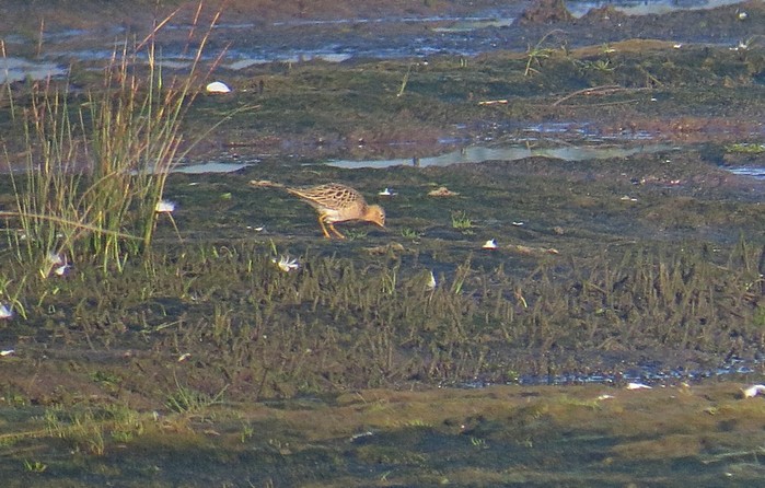 Buff-breasted Sandpiper