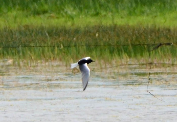White-winged Black Tern