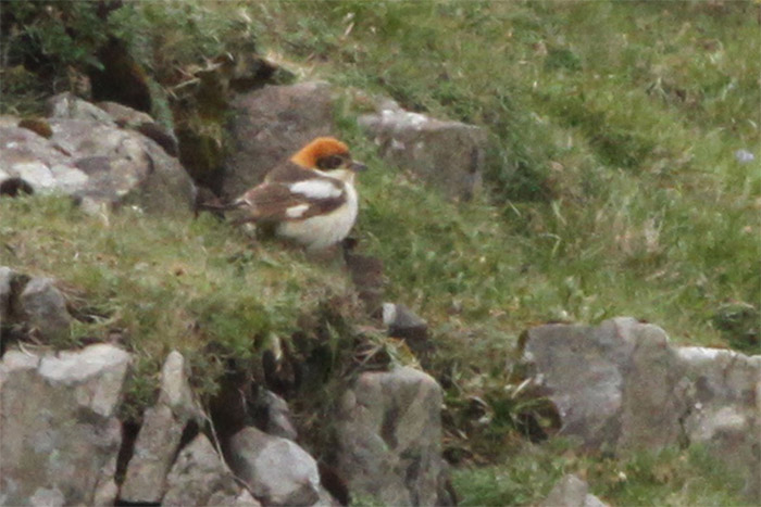 Woodchat Shrike